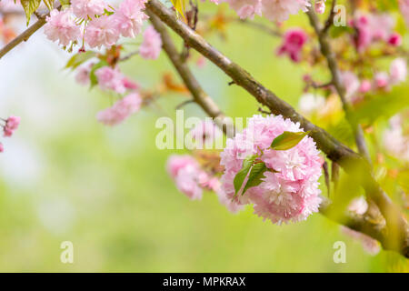 Blüte der Baum als Zeichen des Frühlings. Selektive konzentrieren. Soft Focus Frühling Hintergrund. Fokus auf Green Leaf. Stockfoto