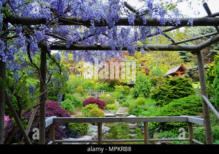 Schönen lila hängenden Wisteria Frames eine Ansicht in einem japanischen Garten im Frühling. Konzentrieren Sie sich auf die hölzerne Brücke im Hintergrund. Stockfoto