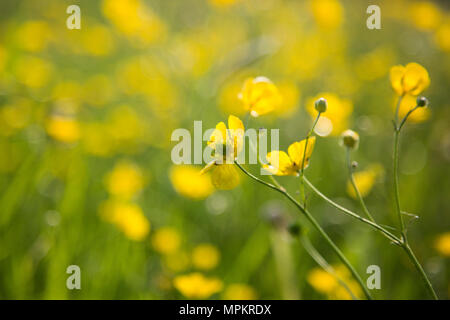 Ranunkeln an einem sonnigen Tag in einem grünen Feld in der Landschaft in England Stockfoto