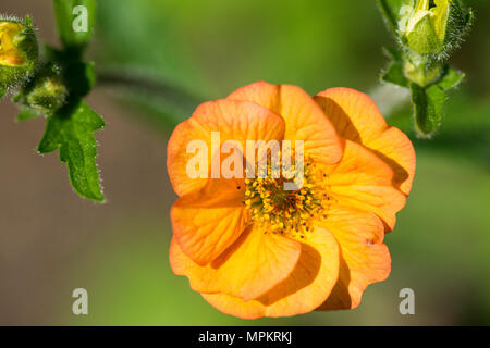 Eine Nahaufnahme eines Orange Blume eines Geum 'Prinses Juliana' Stockfoto