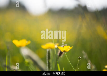 Ranunkeln an einem sonnigen Tag in einem grünen Feld in der Landschaft in England Stockfoto