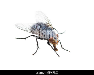 Hässliche Diptera Fliegen Insekten isoliert auf weißem Hintergrund Stockfoto