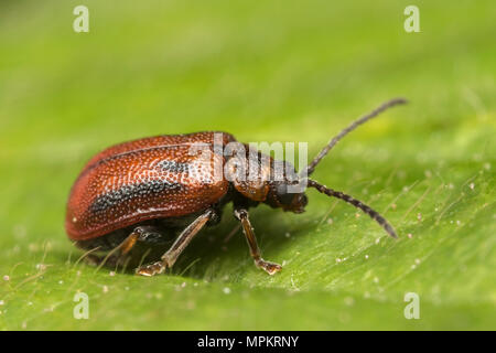 Weißdorn Blatt Käfer (Lochmaea crataegi) ruht auf Weißdorn-Blätter. Tipperary, Irland Stockfoto