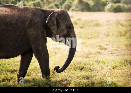 Kleiner asiatischer Elefant und Suchen auf der Kamera im Nationalpark Stockfoto