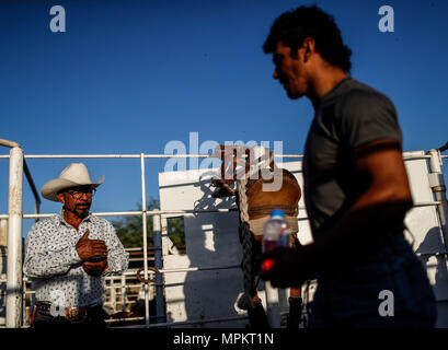 Rodeo Expogan 20 mayo 2018. (Foto: NortePhoto/Luis Gutierrez) Cowboys Sport, Reiten und Stier reiten, ein starkes Signal in Chihuahua, Sonora und Baja California Mex. und den benachbarten Staaten der Vereinigten Staaten gefolgt. Männer für die Herrlichkeit in nur 8 Sekunden, um die ersten Plätze des Rodeo in extremen Sporen. Das Rodeo ist eine traditionelle Amerikanische extreme Sport mit Einflüssen aus der Geschichte der spanischen Cowboys und mexikanischen Charros. Es besteht aus Reiten wilde Fohlen oder wildes Vieh (Wie lenkt und Bullen) und die Durchführung von verschiedenen Übungen, wie das Werfen der Lasso, rejonear, etc. Stockfoto