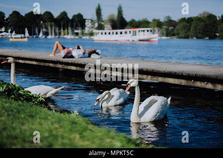 Gnade, Gnade weiße Schwäne auf der Alster. Nicht erkennbare Leute Chillen am Pier im Hintergrund an einem sonnigen Tag. Hamburg Stockfoto