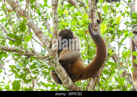 Braun Wollaffen sitzen auf dem Baum mit seinem Schwanz drapiert über eine Zweigniederlassung, Brasilianische Amazonas Stockfoto