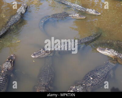 Alligatoren in der heimischen Sumpf- und Rookery an die Alligator Farm in St. Augustine, Florida, USA, 2018, © katharine Andriotis Stockfoto