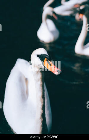 Neugierig weiße Schwäne schwimmen auf der Alster Canal in der Nähe von Hamburger Rathaus Stockfoto