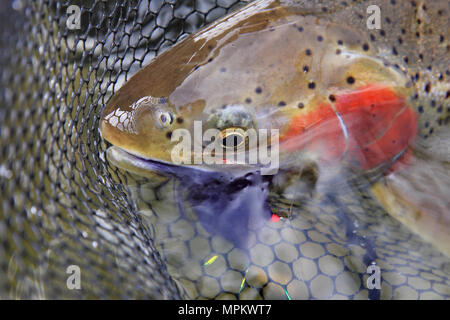 Frisch gefangener Steelhead Forelle in einem Netz mit rosa Köder Im Mund Nahaufnahme Stockfoto