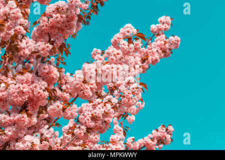 Blühende Zweige der Japanische Kirsche Sakura gegen den blauen Himmel. Schöne rosa Blumen Hintergrund. Farben Foto Stockfoto