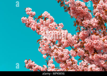 Blühende Zweige der Japanische Kirsche Sakura gegen den blauen Himmel. Schöne rosa Blumen Hintergrund. Farben Foto Stockfoto