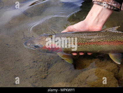 Die Fliegenfischer Hände lösen große Steelhead Forellen Stockfoto