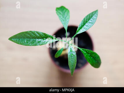 Eine junge avocado Baum mit grossen Blättern wächst aus einem Samen in einem Topf. Selektive konzentrieren. Stockfoto