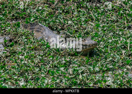 Ein einsamer Kaiman im Pantanal, Mato Grosso do Sul, Brasilien Stockfoto