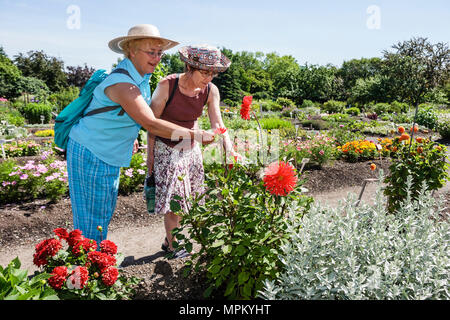 Quebec City Kanada, Kanada, Nordamerika, USA, University Laval, Jardin Roger Van den Hende, botanischer Garten, Frauen, Blumenblumen, Universität, College Stockfoto