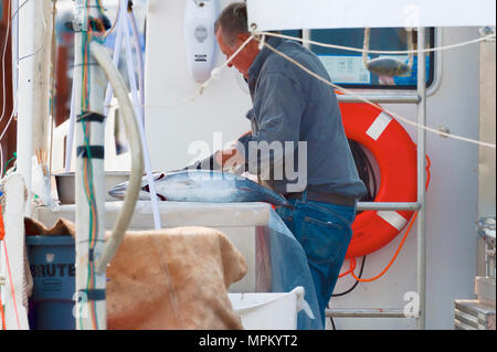 Newport, Oregon, USA - 23. August 2015: ein Fischer sauber Fisch auf seinem Boot, das sich in Newport Hafen an der Küste von Oregon angedockt ist, Stockfoto