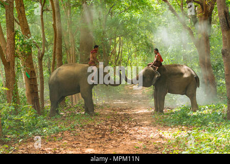 Surin, Thailand - 25. Juni 2016: Mahouts reiten Elefanten spielen auf Gehweg in Morgen im Wald in Surin, Thailand Stockfoto