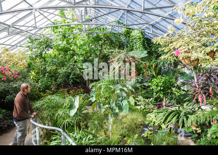 Toronto Kanada, Allan Gardens Conservatory, botanischer Garten, Vegetation, Mann Männer Erwachsene Erwachsene, Besucher, Gewächshaus, Pflanzen, Grün, Sträucher, Botanik, Horticul Stockfoto