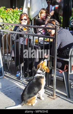 Toronto Kanada, King Street West, Fütterung von Hundehunden Menschenfutter, Restaurant Restaurants Essen Essen Essen Essen essen Café Cafés Bistro, Straße, Bürgersteig Cafe, al Fr. Stockfoto