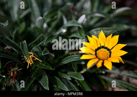 Gelbe Gazanien Blume Stockfoto