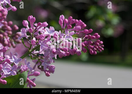 Nahaufnahme der schönen persischen Lila Blumen im frühen Stadium der Blüte Stockfoto