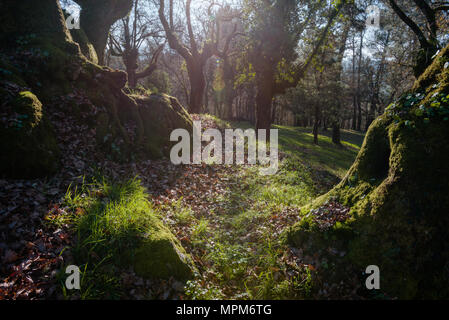 Trunks ausgehöhlt und moosbedeckten in einem alten Eichenwald, Lugo, Galicien Stockfoto