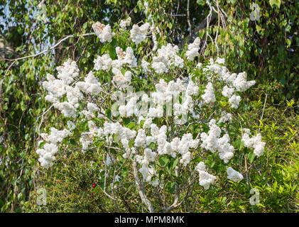 Weißer Flieder (Syringa vulgaris) im späten Frühjahr in Großbritannien. Stockfoto