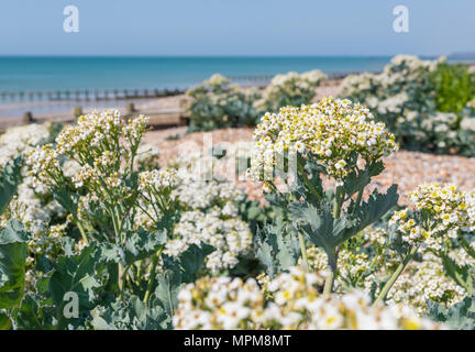 Sea Kale (Crambe maritima) in Blüte, im späten Frühjahr wachsen auf einen Kiesstrand an der Südküste in West Sussex, England, UK. Stockfoto