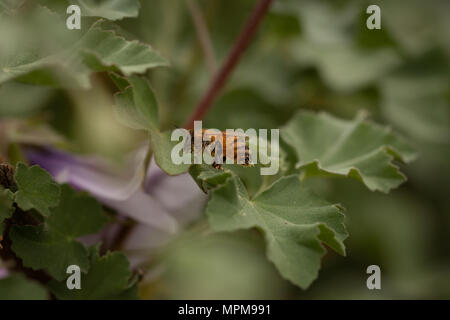 Makro Aufnahmen von Bienen bestäubt. Kopieren Sie Platz im Rahmen Stockfoto