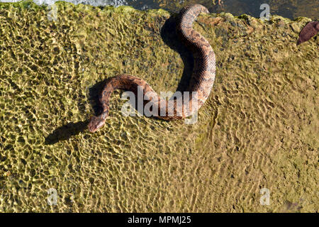 Ein Jugendlicher nördlichen Cottonmouth Agkistrodon piscivorus) (kühlt im Wasser in der Nähe von einem Düker an der Robinson Manöver Training Center in North Little Rock, Arche, am 31. März. Die nördliche Cottonmouth ist eine giftige Arten. Erwachsene durchschnittlich 24 - 36 cm in der Länge und in der Grube viper Familie von Schlangen gruppiert. Cottonmouths neigen dazu, in einer Vielzahl von Feuchtgebieten wie Sümpfe, Bächen und Gräben. Die cottonmouth Snake erhält seinen Namen von der Verteidigung Stellung die Schlange nimmt, wenn es sich bedroht fühlt. Wenn verfeindeten, die cottonmouth wird Spule und seine Reißzähne Display, re Stockfoto