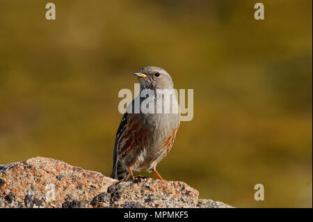 Portrait von Alpine Accentor (Prunella collaris) in der Sierra de Gredos, Spanien. Stockfoto