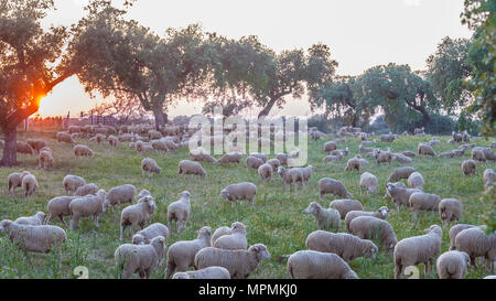 Eine Herde von merina Schafe weiden bei Sonnenuntergang. Extremadura dehesa, Spanien Stockfoto