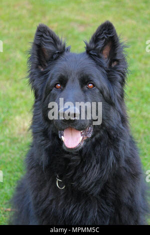 Ganze schwarze Langhaarige Deutscher Schäferhund Hund im Garten Stockfoto