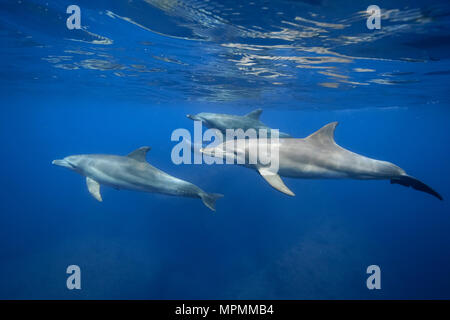 Indopazifischen großen Tümmler, Tursiops aduncus, Chichi-jima, Bonin Inseln, Ogasawara Inseln, Japan, Pazifischer Ozean Stockfoto