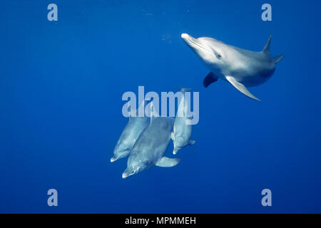 Indopazifischen großen Tümmler, Tursiops aduncus, Chichi-jima, Bonin Inseln, Ogasawara Inseln, Japan, Pazifischer Ozean Stockfoto