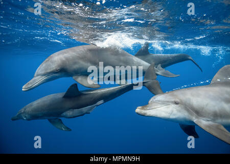 Indopazifischen großen Tümmler, Tursiops aduncus, Chichi-jima, Bonin Inseln, Ogasawara Inseln, Japan, Pazifischer Ozean Stockfoto