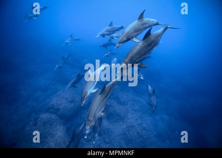 Indopazifischen großen Tümmler, Tursiops aduncus, Chichi-jima, Bonin Inseln, Ogasawara Inseln, Japan, Pazifischer Ozean Stockfoto