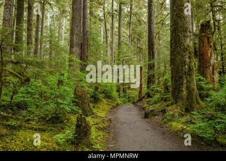 Im Wald - ein Wanderweg durch einen dichten und feuchten Regenwald geschwungen. Stockfoto