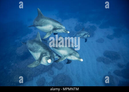 Indopazifischen großen Tümmler, Tursiops aduncus, Chichi-jima, Bonin Inseln, Ogasawara Inseln, Japan, Pazifischer Ozean Stockfoto