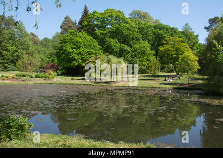 Anzeigen von Exbury Gardens in Hampshire, Großbritannien, im Mai mit Bäumen, die in einem Teich wider Stockfoto