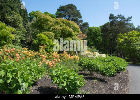 Blick auf die bunt blühende Rhododendren und Azaleen bei Exbury Gardens in Hampshire, Großbritannien, im Mai Stockfoto