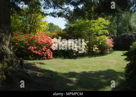 Blick auf die bunt blühende Rhododendren und Azaleen bei Exbury Gardens in Hampshire, Großbritannien, im Mai Stockfoto