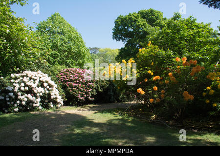 Blick auf die bunt blühende Rhododendren und Azaleen bei Exbury Gardens in Hampshire, Großbritannien, im Mai Stockfoto