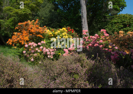 Blick auf die bunt blühende Rhododendren und Azaleen bei Exbury Gardens in Hampshire, Großbritannien, im Mai Stockfoto