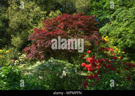 Blick auf die bunt blühende Rhododendren und Azaleen bei Exbury Gardens in Hampshire, Großbritannien, im Mai Stockfoto