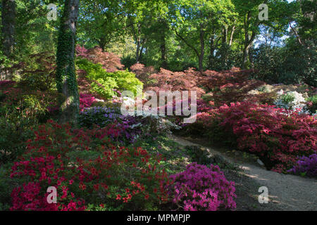 Blick auf die bunt blühende Rhododendren und Azaleen bei Exbury Gardens in Hampshire, Großbritannien, im Mai Stockfoto