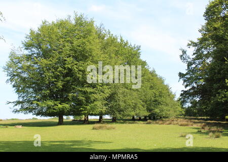 Reihe von Bäumen in einem Feld von Gras Stockfoto
