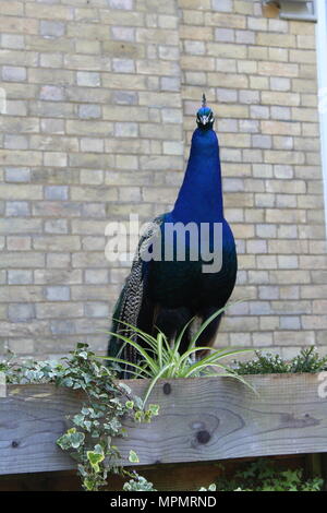 Peacock durch eine Mauer aus Stein Stockfoto