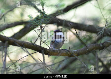 Chickadee Stockfoto